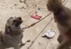 猴子爆料最新消息视频,揭秘最新视频背后的惊人真相